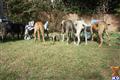 Fila Brasileiro